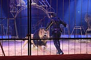 Martin Lacey jr. zeigt eine gemischte Raubtiernummer im ersten Programmes der 101. Wintersaison.(©foto: Martin Schmitz)
